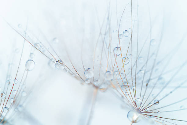 istock Macro of rain drops on a dandelion seed. Close up, soft focus. 1464223614