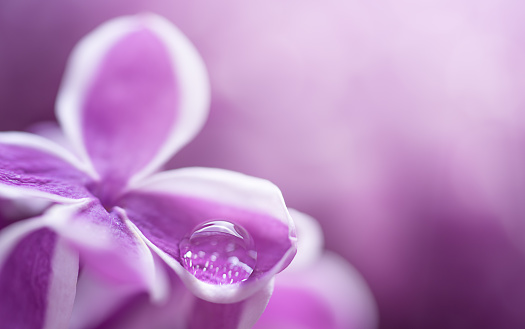 Macro shot of a drop on a lilac flower petal. Purple spring background, copy space.