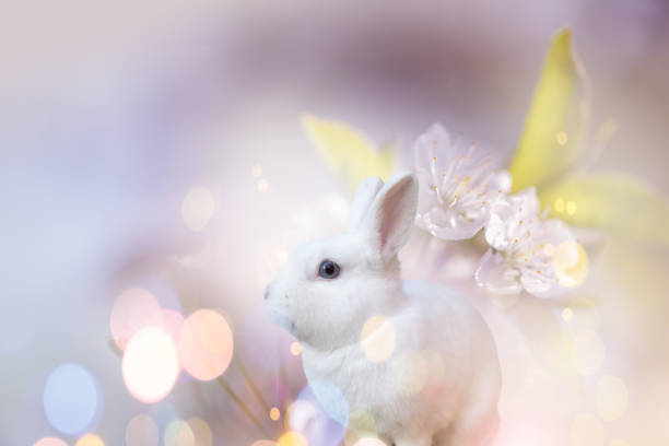 baby rabbit standing up