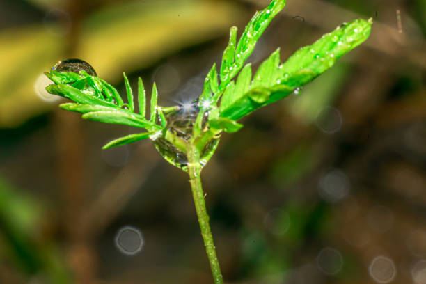 Wild flower close up photo Sri Lanka, nature, rajitha amajith