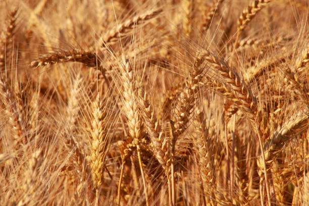 densos espigas de trigo dorado en el campo - winter wheat fotografías e imágenes de stock