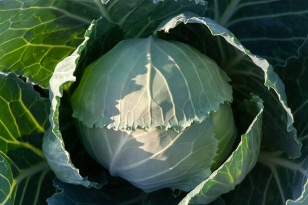 istock Fresh cabbage close-up. A green vegetable grows in the garden. 1464225663