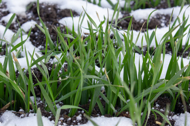 green leaves of wheat growing from under the snow. winter wheat, sprouted grain in the field - winter wheat imagens e fotografias de stock