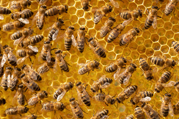 istock Motion blurred bees working with honey on a frame with honeycombs 1464225836