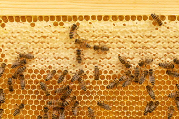 istock Motion blurred bees working with honey on a frame with honeycombs. 1464225886
