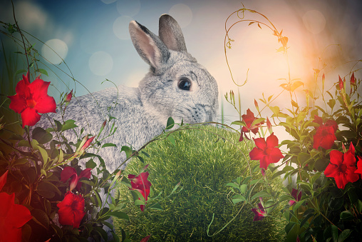 Easter greeting card with rabbit and copy space for your text