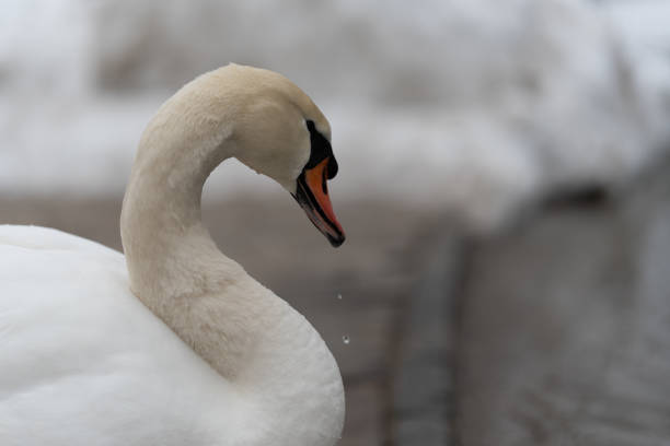 feeding birds ducks swans swan winter people feed lake grey white cold