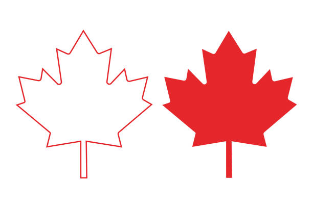 kanadische ahornblätter. vektorgrafik - maple leaf stock-grafiken, -clipart, -cartoons und -symbole