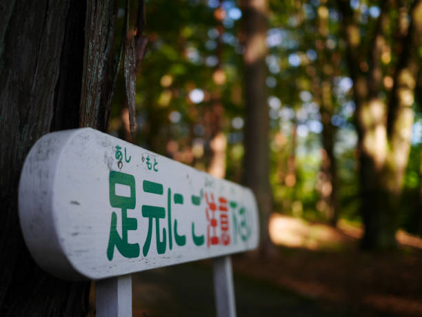 istock Forest walk at Fujikawaguchiko, Japan 1464227532