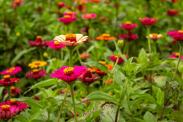 istock Flower in a garden. 1464230720