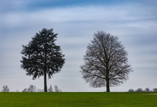 istock Solitude on the Meadow. Two lonely trees on meadow 1464230748