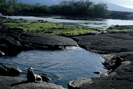 Sea lions sunbathing, Galapagos Islands National Park,Ecuador.