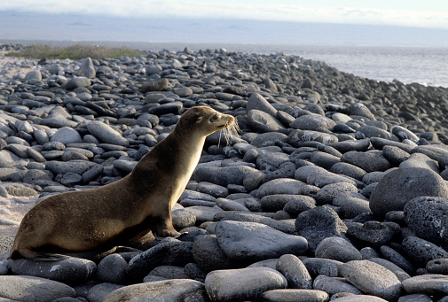 seals on iceberg