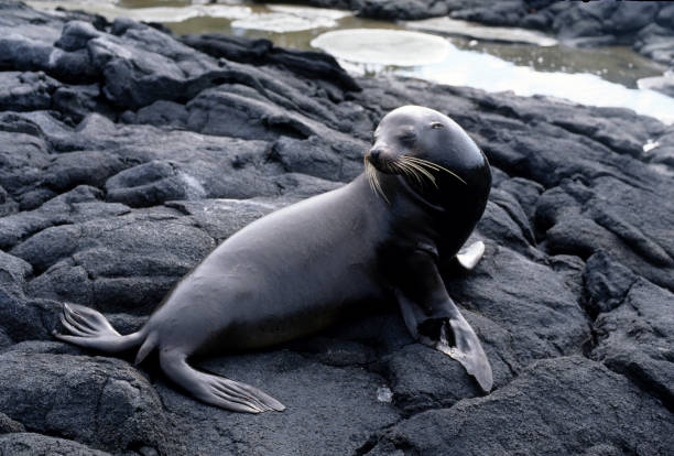 Sea lions sunbathing, Galapagos Islands National Park,Ecuador.