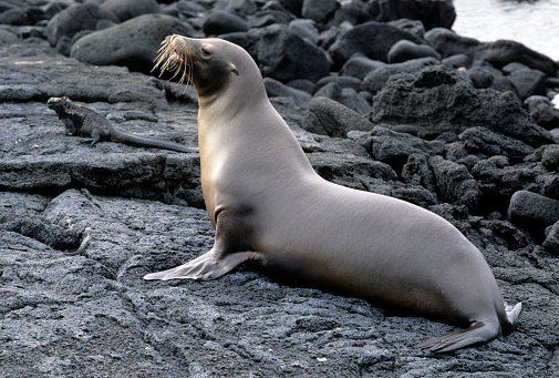 Sea lions sunbathing, Galapagos Islands National Park,Ecuador.