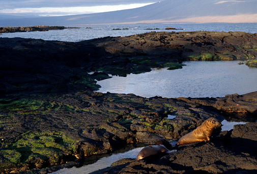 Sea lions sunbathing, Galapagos Islands National Park,Ecuador.