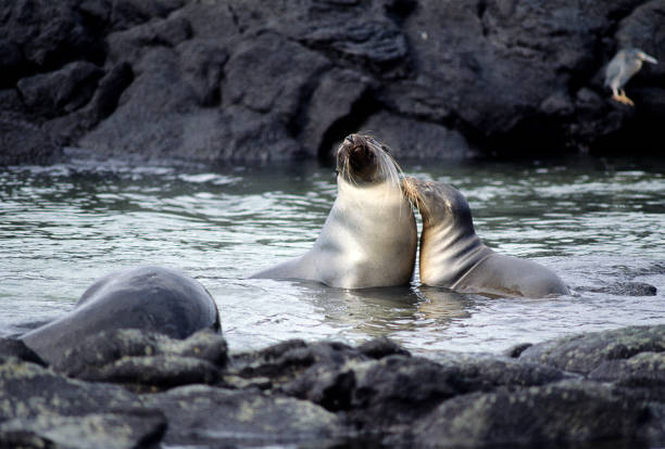 istock Galapagos Sea Lion. 1464231904
