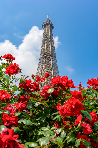 Blooming roses in spring with Eiffel tower at background, Paris, France