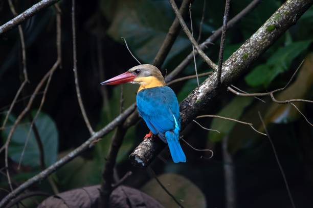 istock Stork billed kingfisher, Pelargopsis capensis, on a branch 1464233503