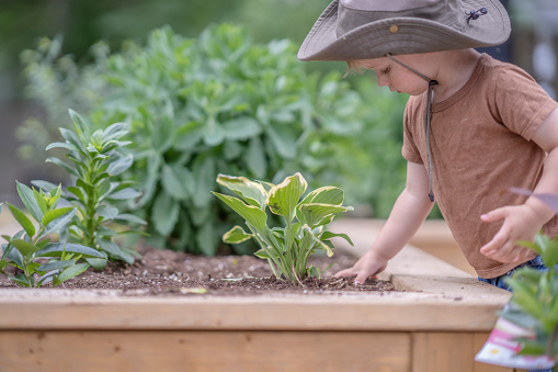 A sweet little boy stands at a flower bed as he works away planting and digging.  He is dressed casually and has a sunhat on as he focuses on his work.