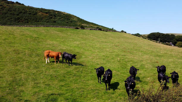 vue aérienne de bovins de vaches, de taureaux et de veaux dans un champ d’herbe à la ferme au royaume-uni - tractor farm uk agriculture photos et images de collection