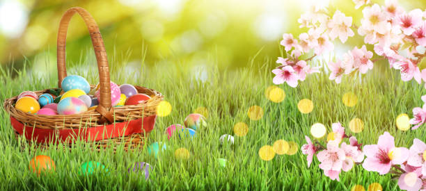 istock Wicker basket with Easter eggs on green grass outdoors, banner design 1464236762