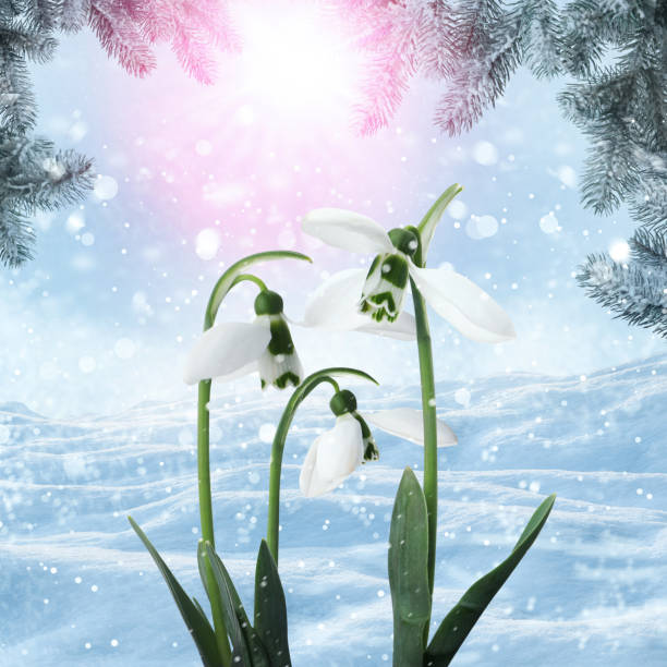 istock Beautiful tender snowdrops outdoors. First spring flowers 1464237336