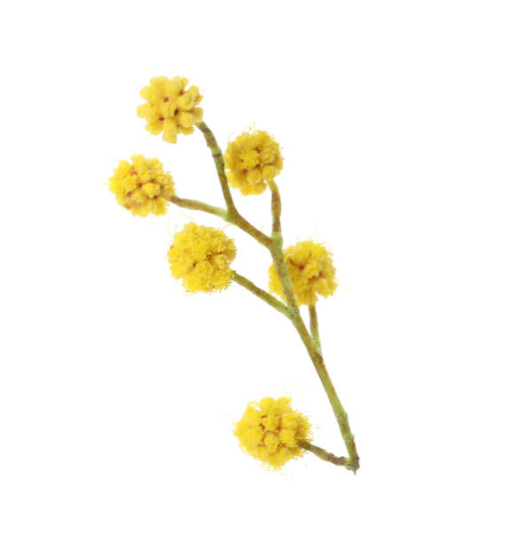 istock Beautiful yellow mimosa flowers on white background 1464237460