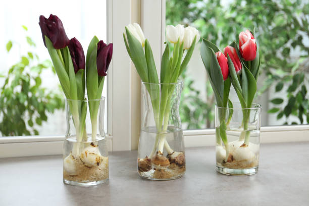 istock Beautiful tulips in glassware on grey window sill. Spring flowers 1464237532