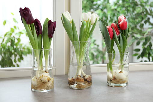 Beautiful tulips in glassware on grey window sill. Spring flowers