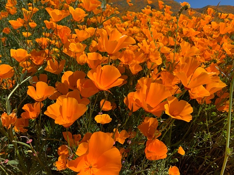 Super bloom in lake Elsinore