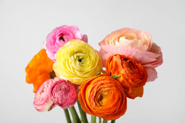 istock Beautiful ranunculus flowers against light background, closeup 1464237768