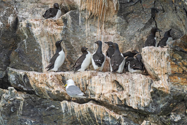 istock Colony Behavior of Some Brunnichs Guillemots 1464238164
