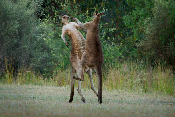 Macropus giganteus - Two Eastern Grey Kangaroos fighting with each other in Tasmania in Australia. Animal cruel duel in the green australian forest. Kickboxing ang boxing fighters or dancing pair Macropus giganteus - Two Eastern Grey Kangaroos fighting with each other in Tasmania in Australia. Animal cruel duel in the green australian forest. Kickboxing ang boxing fighters or dancing pair. kangaroos fighting stock pictures, royalty-free photos & images