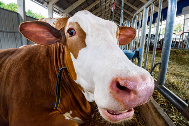 Cows inside the barn on a dairy farm