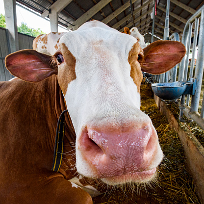 Funny cow portrait - close-up of dairy cow in the barn (white and brown Simmental cattle)
