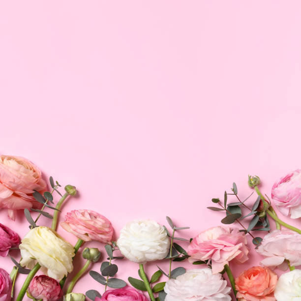 istock Beautiful ranunculus flowers on pink background, flat lay. Space for text 1464238924