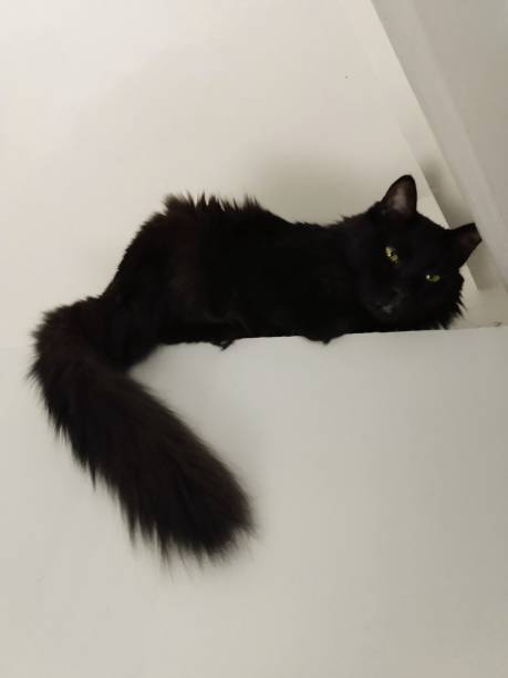 istock Cat above the door 1464239798