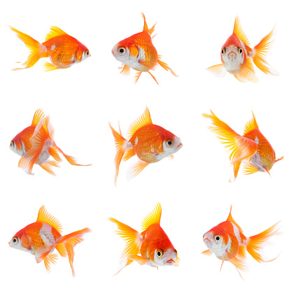 Beautiful bright small goldfish on white background, collage