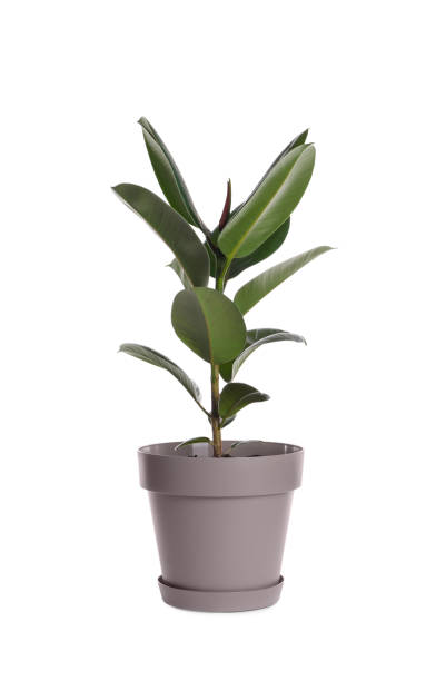 istock Ficus elastica plant with fresh green leaves on white background 1464240702