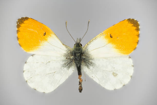Orange tip, Anthocharis cardamines (family Pieridae), a butterfly. Orange tip, Anthocharis cardamines (family Pieridae), a butterfly, 50 years old specimen from butterfly collection, upper side. anthocharis cardamines stock pictures, royalty-free photos & images