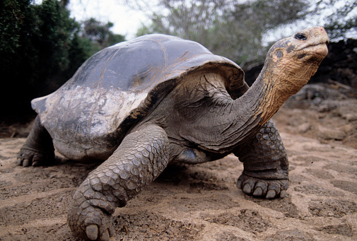Galapagos giant tortoise (Chelonoidis nigra) - the largest living species of tortoise, Galapagos Islands National Park,Ecuador.