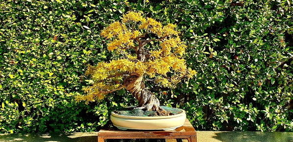Bonsai tree in ceramic pot.