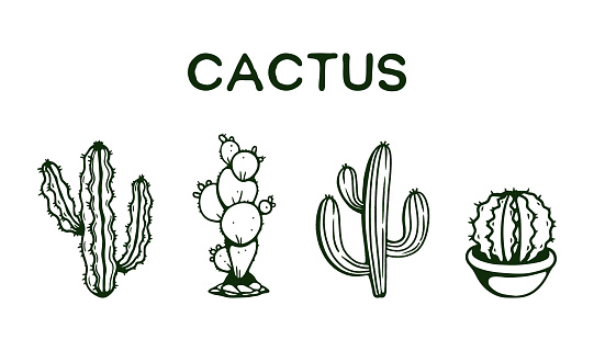 Cactus collection hand drawing vector illustration. Set of cacti