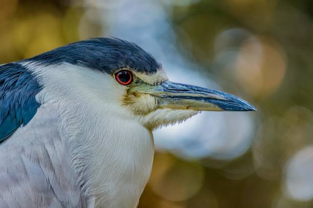 Black-Crowned Night Heron A black-crowned night heron at Busch Wildlife Sanctuary in Jupiter, FL. black crowned night heron nycticorax nycticorax stock pictures, royalty-free photos & images