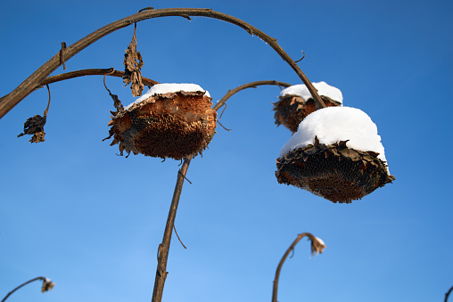 The snow blanketed standing sunflower heads in agriculture field, clear bright blue sky background