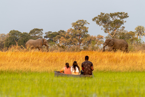 Okavango Delta, Botswana - August 3, 2022. A group of tourists observe to giant African Elephants -Loxodonta Africana- while sitting in a Mokoro.