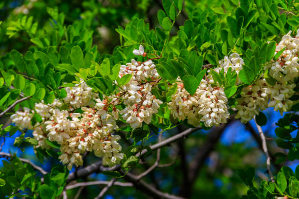 istock White acacia flowers closeup (Robinia pseudoacacia). Acacia tree bloom 1464249002