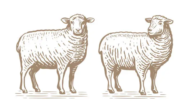 Vector illustration of Hand drawn standing sheep in sketch style. Wool, lamb symbol. Farm animal vintage vector illustration