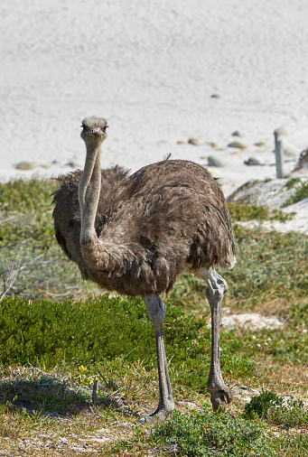 A wild ostrich by the ocean in South Africa